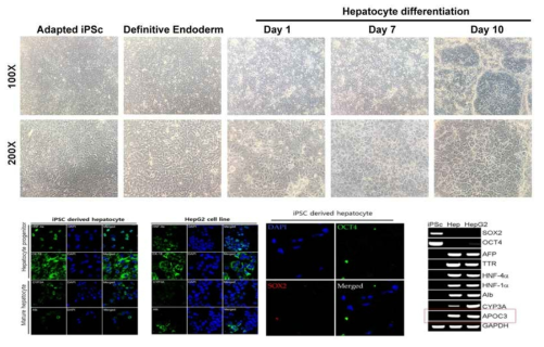 Factor 9 knockout iPSC 세포주에서 간세포 분화 프로토콜 확보 및 검증