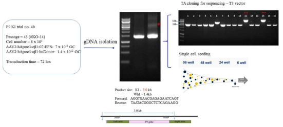 F9 knockout iPSC 세포에서 F9 넉인 이 후 APOC3 부위에 F9 넉인 확인