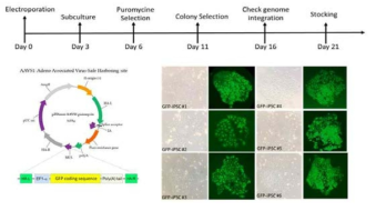 Factor 9 knockout iPSC 세포에서 GFP 넉인 이 후 GFP 발현양 조사