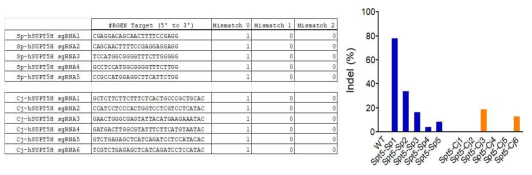 Human SPT5의 타겟 SpCas9/CjCas9 유전자가위 서열 및 활성결과