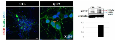 면역염색법과 western blot을 통해 GABA의 발현 세포에서 mutant huntingtin protein의 발현됨을 확인
