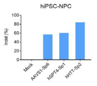 hiPSC-NPC 대상 SPT4 및 HTT 표적 유전체편집 효율 조사