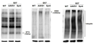 유전체편집을 실시한 hiPSC-NPC 대상 SPT4, mutant HRR (EM48), Ubiquitin 단백질 발현정도