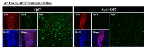 이식 세포 (hNu) 생존 및 SPT4의 발현양 확인