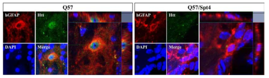 유전체 편집된 hiPSC-NPC 이식 12주 후, 형광면역염색을 통한 huntingtin protein의 발현 유무 확인
