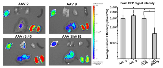 쥐 정맥주사를 통한 AAV Systemic delivery를 통한 유전자 전달 효율 비교
