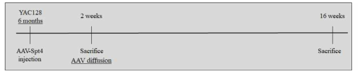 YAC128 마우스대상 In vivo AAV기반 Spt4 유전체편집 실험 일정 (SVZ 투여)