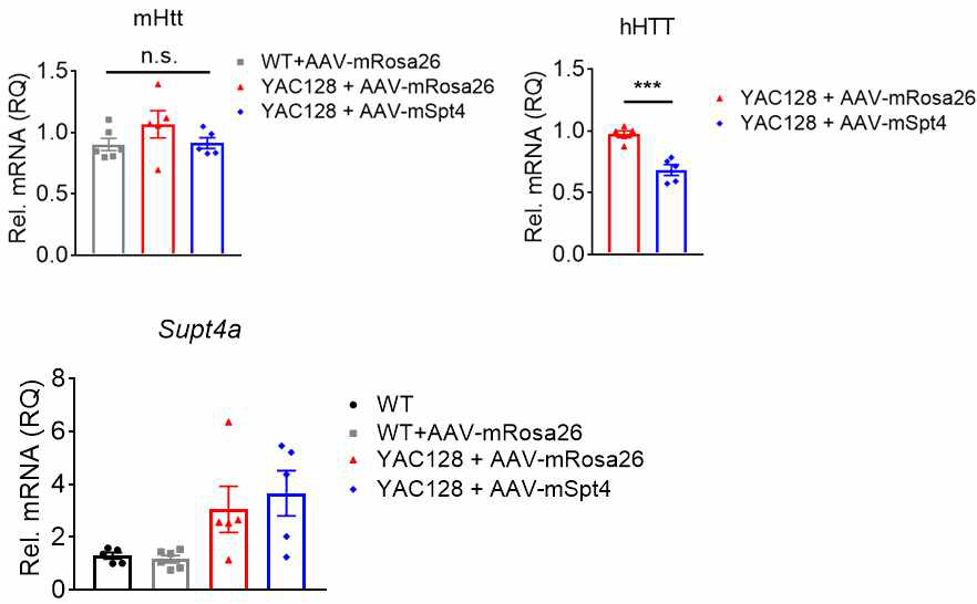 AAV-Spt4-RFP (NSC or Neuron-specific) in vivo HTT 및 Spt4 유전자발현양 변화평가 (ST 투여)