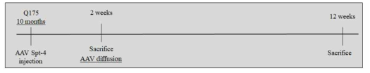 Q175 마우스대상의 AAV-Spt4-RFP ST투여 실험 일정