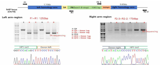 유전자가위 및 donor에 의해 safe-harbor위치에 knock-in된 F9 cDNA 확인