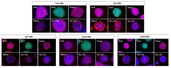 면역염색법을 이용하여 pulripotency 마커 발현을 확인함