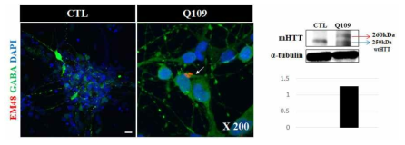 면역염색법과 western blot을 통해 GABA의 발현 세포에서 mutant huntingtin protein의 발현됨을 확인