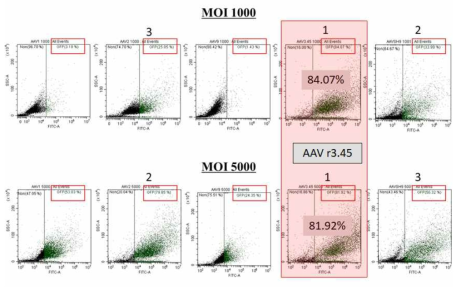 FACS를 이용한 YAC128 유래 신경줄기세포 대상 가장 효율이 높은 AAV serotype 선정