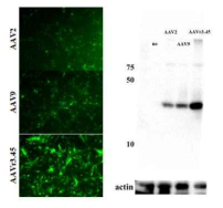 분화된 신경세포 대상 전달 효율이 높은 AAV serotype 선정