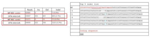 마우스 신경줄기세포를 대상으로 AAV r3.45-Spt4-RFP infection 후, indel 효율 확인