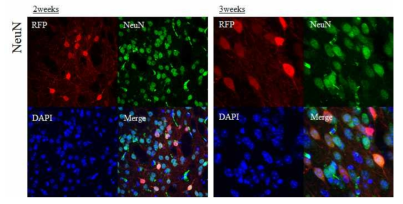 AAV r3.45-mRosa26-RFP 주입 2주 또는 3주 후, 신경세포에서 발현하는 AAV 확인