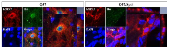이식 12주 후, 형광면역염색을 통한 huntingtin protein의 발현 유무 확인