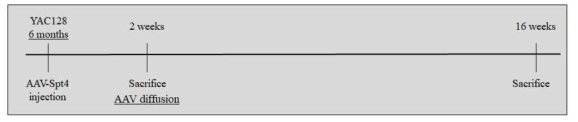 YAC128 마우스의 신경줄기세포를 표적으로 하는 실험 일정