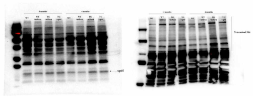 Spt4의 유전체편집 효율을 western blot을 통해 확인