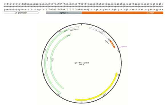 최종 선정된 sgRNA4를 바탕으로 구축한 plasmid 구조