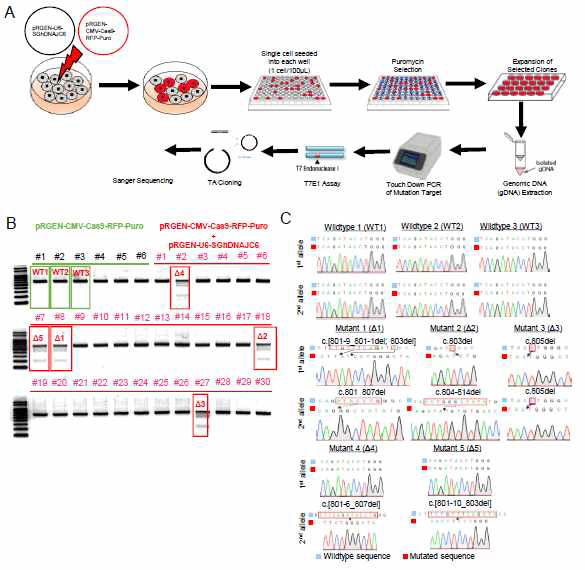유전자 편집 기술을 활용한 DNAJC6 유전변이 도입 사람배아줄기세포주 제작