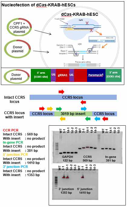 1차 세포주에 다시 타겟 유전자 mettle3 타겟팅하는 gRNA 발현 donor를 유전자 편집한 2 차 세포주 수립 완료