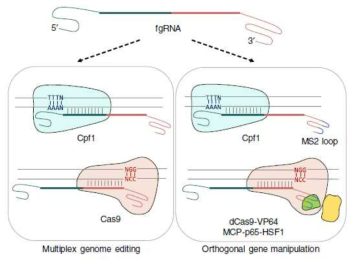 신규 유전자가위 fgRNA를 이용한 다양한 응용기술