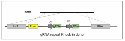 세포내 gRNA삽입을 위한 구조체 설계 및 제작