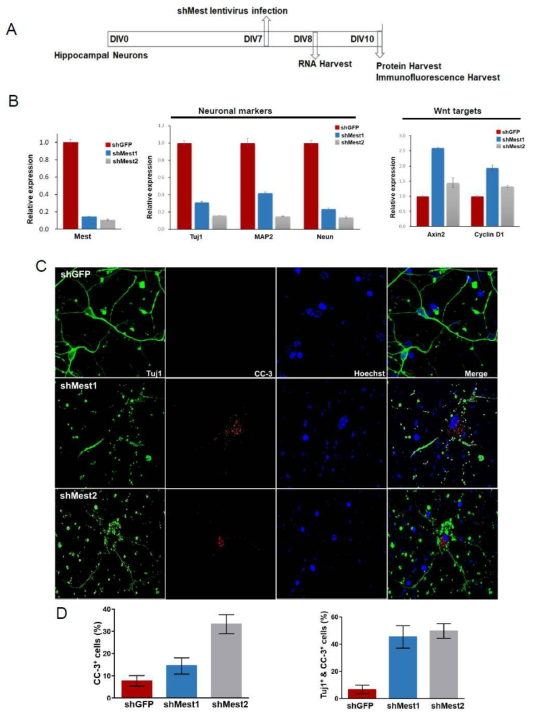 Mature한 신경세포에 Mest-shRNA를 발현하는 Lentivirus를 infection 시켰을 경우 신경세포의 사멸이 neuronal marker의 발현의 감소와 Wnt target gene의 발현 증가가 수반 되어서 일어남. 이 결과는 치매 환자에서 Mest/Peg1의 발현이 감소되었을 경우 신경세포의 사멸이 유발 될 수 있음을 시사함