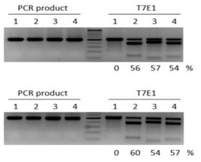 T7E1 분석법을 통한 mRPE65 유전자의 guide RNA 효율 확인