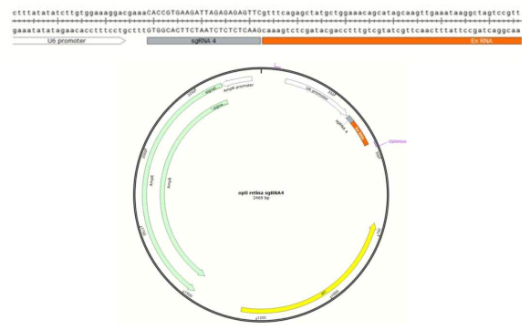최종 선정된 sgRNA4를 바탕으로 구축한 plasmid 구조