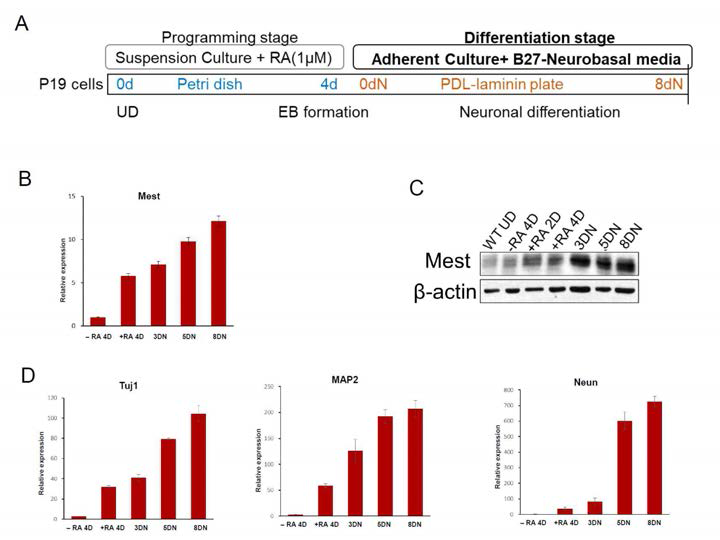 Mest/Peg1 의 발현이 neuro-differentiation 되는 동안 발현이 증가 함. 이는 Mest/Peg1이 neuronal differentiation 또는 survival에 중요함을 시사 함