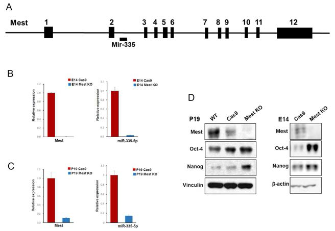 Mest/Peg1을 knockout 시키면 Oct4의 down-regulation 에 관여하는 miR-335-5p의 발현이 감소하고 stemness의 유지에 관여하는 Oct4, nanog의 발현이 증가함. Mest/Peg1을 deletion 시켰을 경우 신경세포로의 분화가 억제되는 현상의 기전을 제시하였음