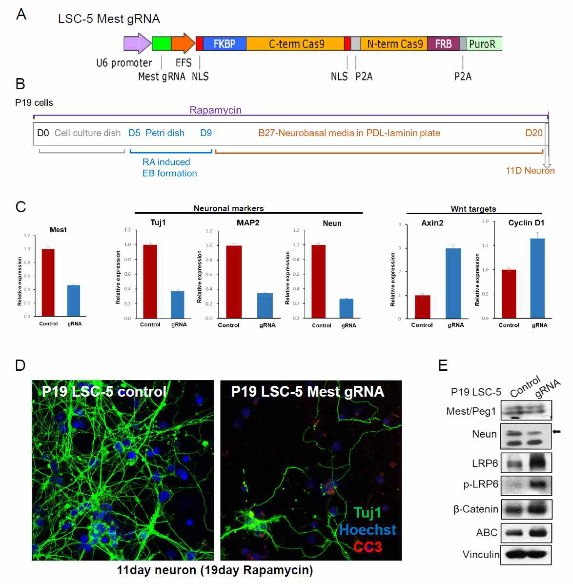 Mest guide RNA를 inducible 하게 발현 시키면, neurodifferentiation 이 blocking 되고, Wnt target gene의 발현이 증가함. 아래 그림 A에서 보는 split 된 Cas9이 Rafamycin dependent 하게 결합하여 functional 한 Cas9으로 작용하는 system을 이용하여 신경세포가 만들어지는 동안에 Mest의 level을 감소시켰을 때 신경세포의 분화가 현저하게 억제되고 Wnt signaling이 증가함을 확인함. 이는 치매 환자에서 점차적으로 Mest의 발현이 감소 될 경우 신경세포의 사멸이 일어 날 수 있음을 시사함