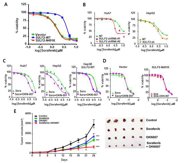 In vitro/In vivo 실험을 통한 SULF2 서열변이가 sorafenib 감수성에 미치는 영향 검증