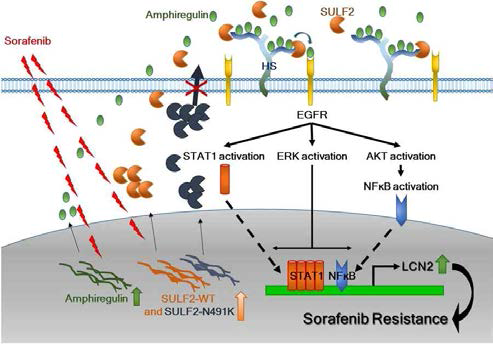 SULF 및 sofafenib의 신호전달기전