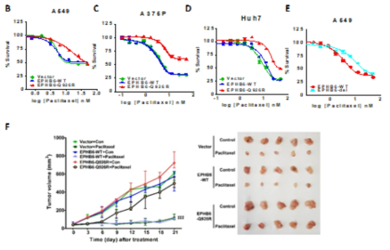 In vitro/In vivo 실험을 통한 EPHB6 서열변이가 paclitaxel 저항성에 미치는 영향 검증