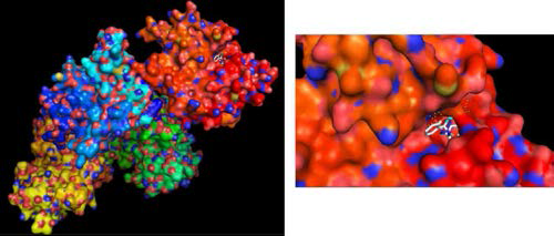 예측된 화합물의 단백질 결합 구조