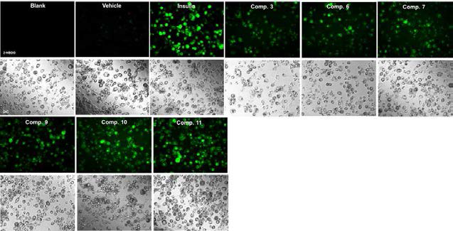 The efficacy of 2-NBDG transportation into the 3T3-L1 adipocytes was observed by a fluorescence microscopy method