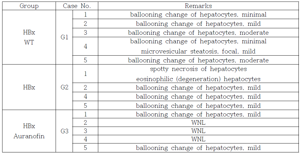 병리학자의 맹검으로 평가한 HBx 형질전환 마우스의 간 손상 정도
