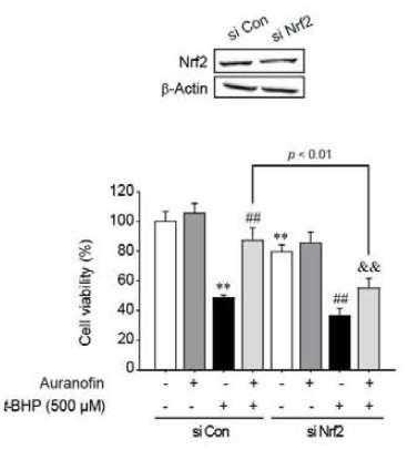 Nrf2 siRNA에 의한 오라노핀 세포보호작용의 소실