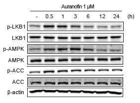 AMPK 신호 관여