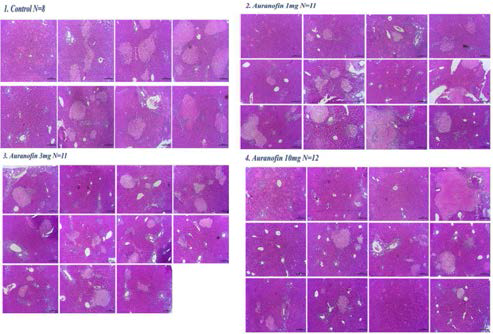 H&E 염색 (Hematoxylin Eosin staining)