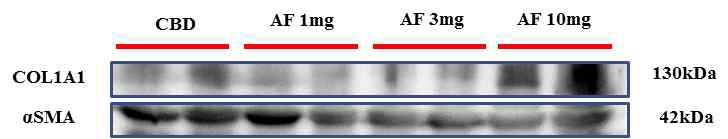 COL1A1 단백질 정량