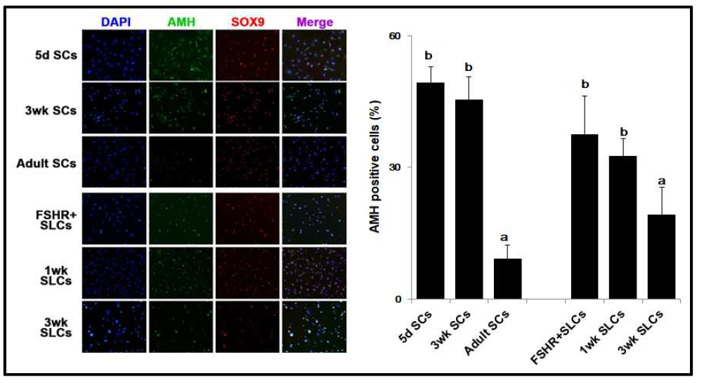 배아줄기세포 유래 세르톨리세포에서 미성숙 마아커인 AMH의 발현 확인
