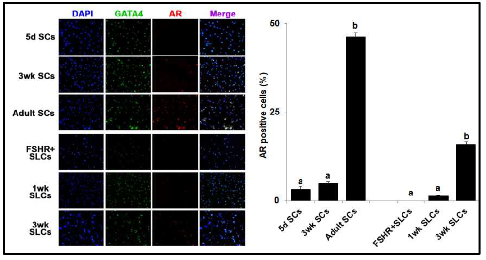 배아줄기세포 유래 세르톨리세포에서 성숙 세르톨리세포의 마아커인 Androgen receptor (AR) 의 발현 확인