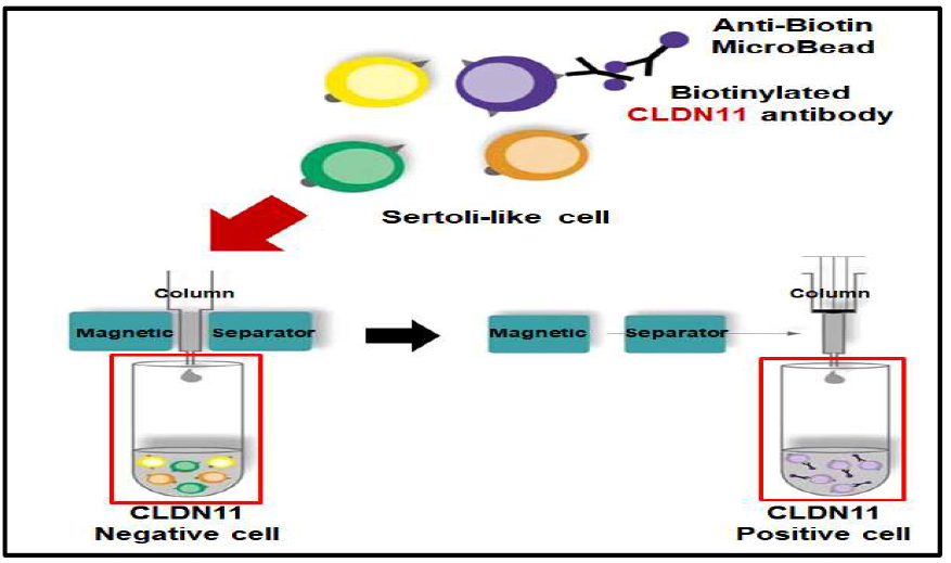 분화 유도된 인간 배아줄기세포 유래 세르톨리 유사세포의 자성활성 세포 분류기를 이용한 세포 분류 기법 개발
