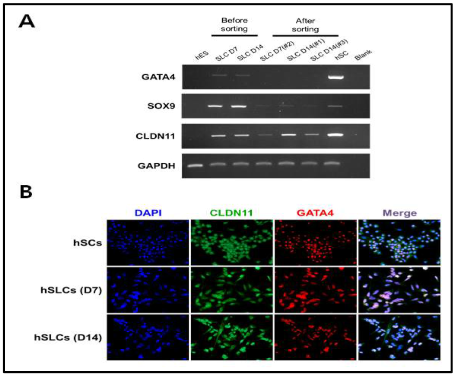 분화 유도 후 CLDN11로 분리된 인간 배아줄기세포 유래 유사 세르톨리세포의 세르톨리세포 특이 마아커 발현 확인
