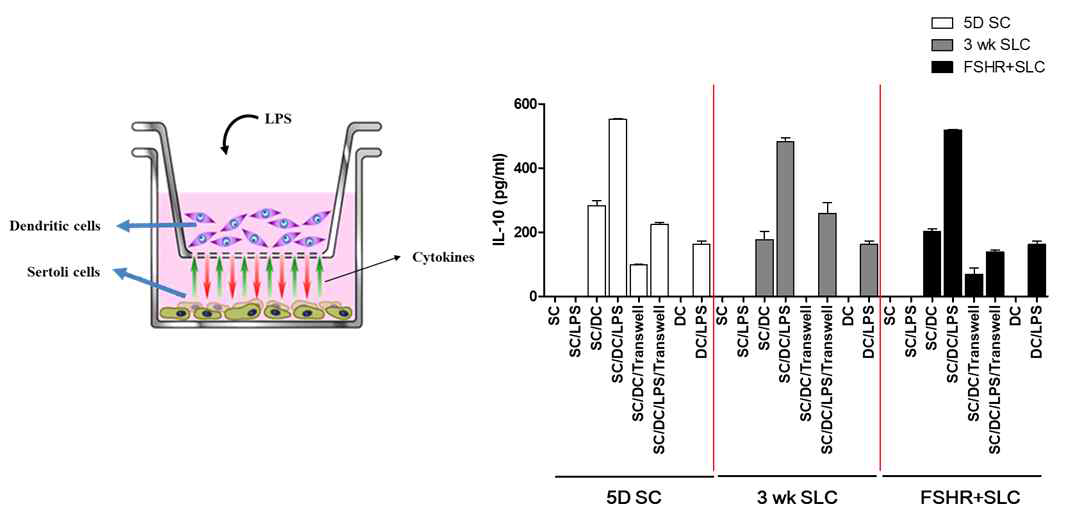 Transwell system에서 SC, SLC에 의한 수지상세포의 면역제어 분석