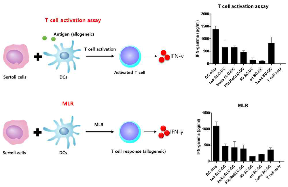 SC, SLC의 T 세포 면역제어 효능 분석